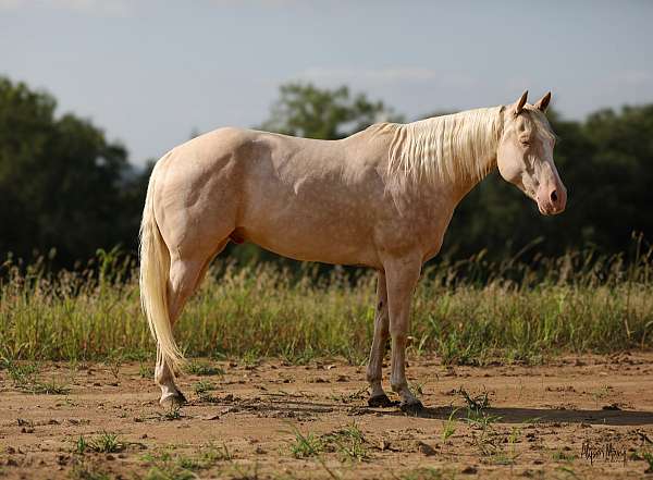 athletic-quarter-horse