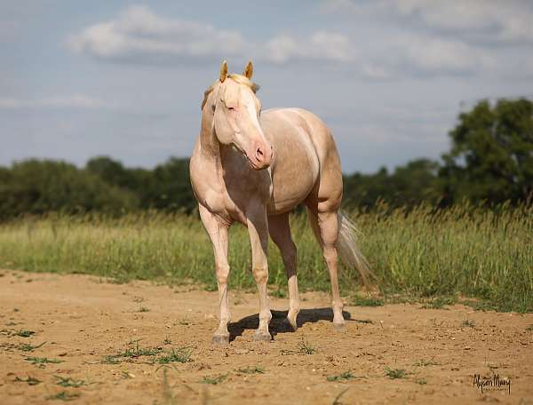 flashy-quarter-horse