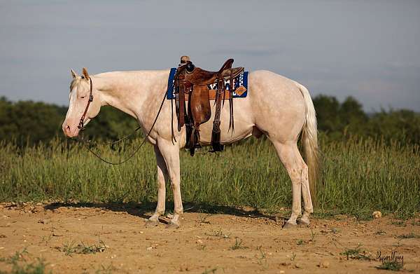 husband-safe-quarter-horse