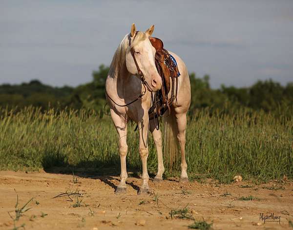 performance-quarter-horse