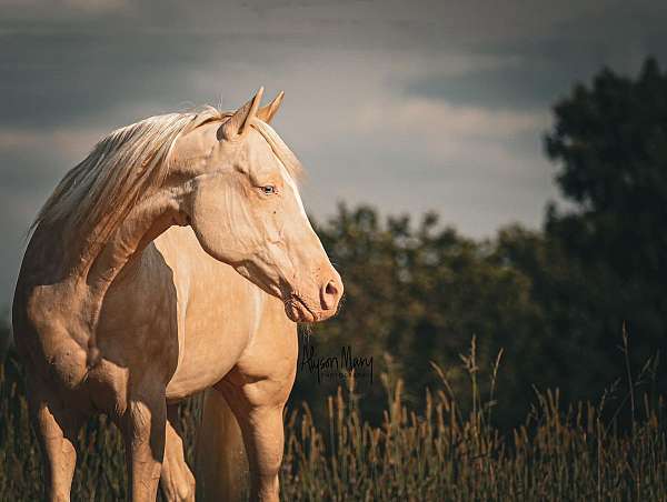 ranch-work-quarter-horse