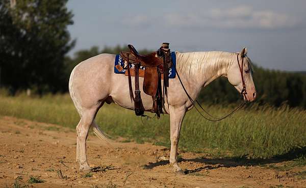 ranch-versatility-quarter-horse