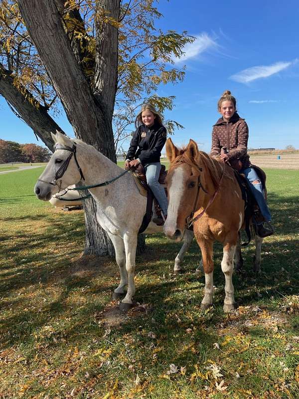 brown-white-lesson-horse