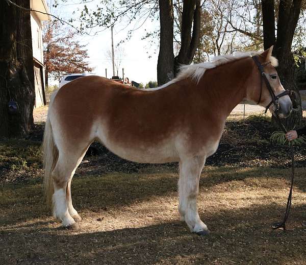 all-around-haflinger-pony