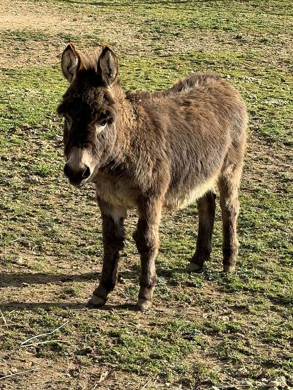 donkey-weanling