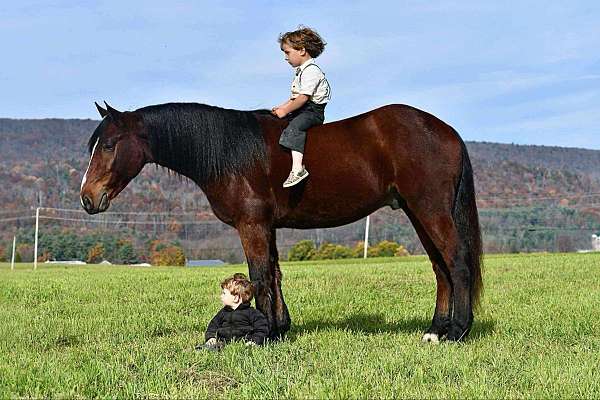 all-around-friesian-pony