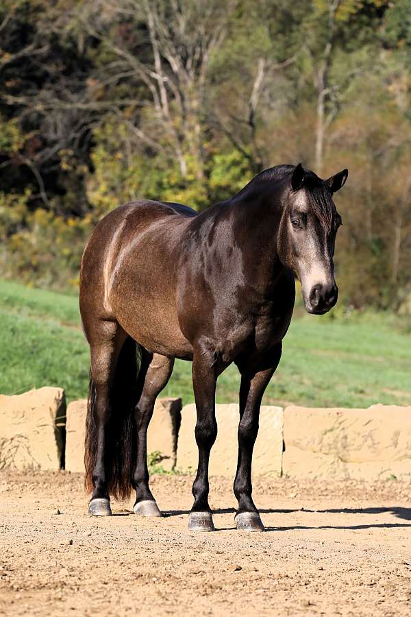 all-around-quarter-horse