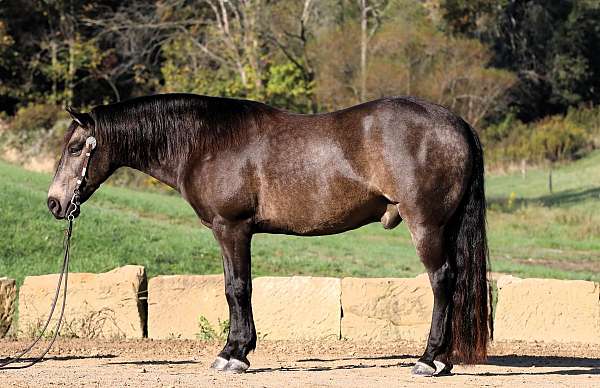 athletic-quarter-horse