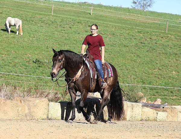 dappled-quarter-horse