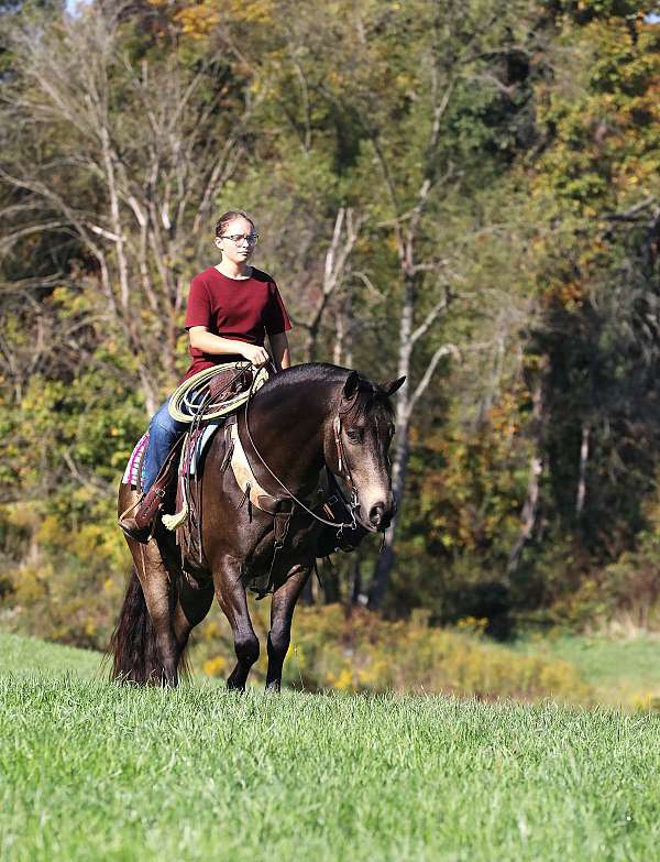 dressage-quarter-horse