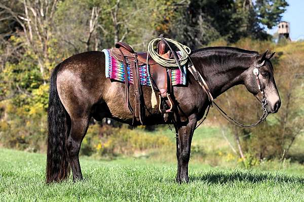 driving-quarter-horse