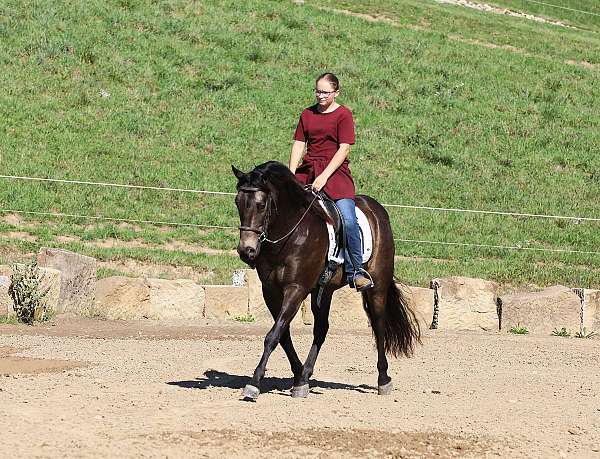 husband-safe-quarter-horse