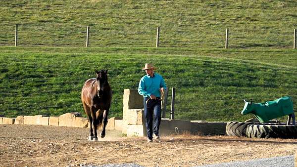 lesson-quarter-horse