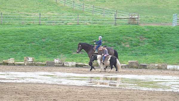 mounted-patrol-quarter-horse