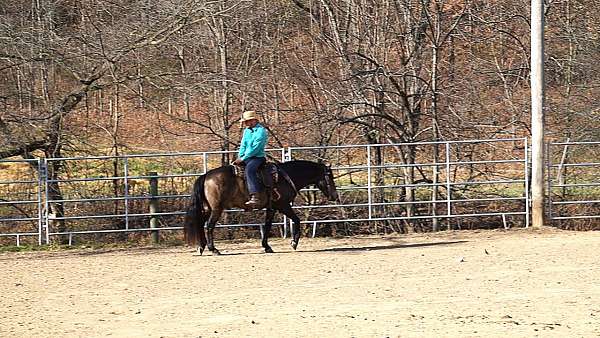 parade-quarter-horse