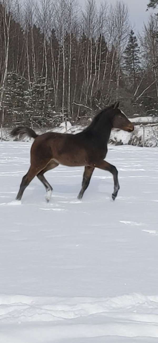 dressage-harness-hanoverian-horse