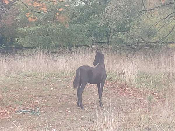 all-around-andalusian-horse