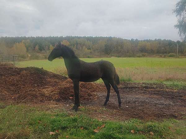 athletic-andalusian-horse