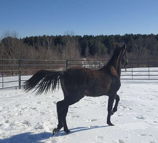 all-around-andalusian-horse