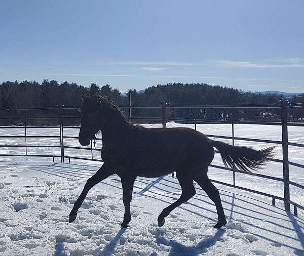 athletic-andalusian-horse