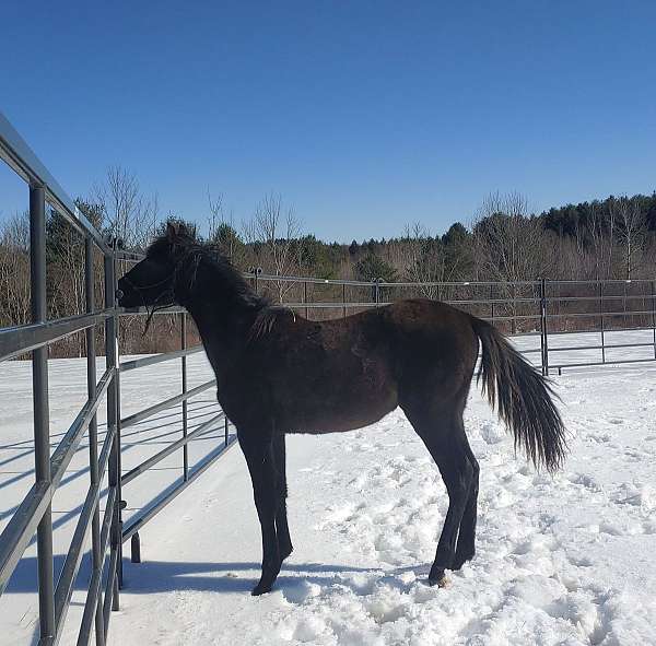 exceptional-pedigree-andalusian-horse