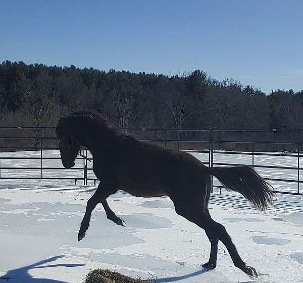 temperment-andalusian-horse