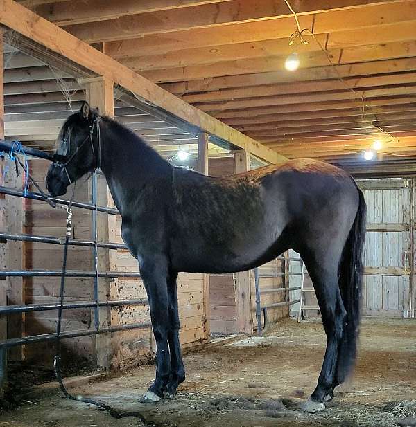 none-horse