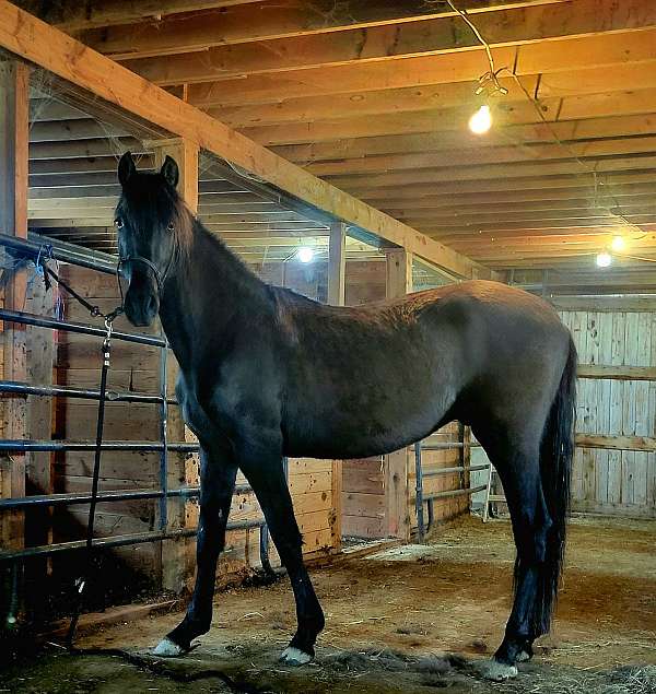 black-none-horse