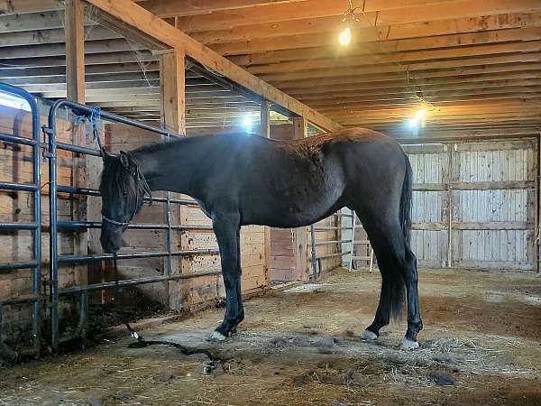 all-around-andalusian-horse