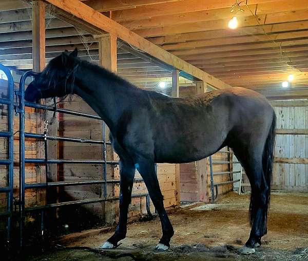 athletic-andalusian-horse