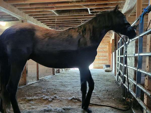 exceptional-pedigree-andalusian-horse