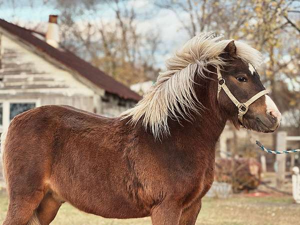 9-hand-pony-gelding