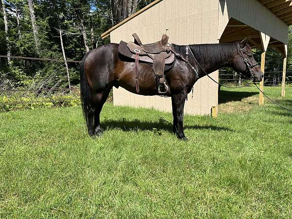 quarter-horse-gelding