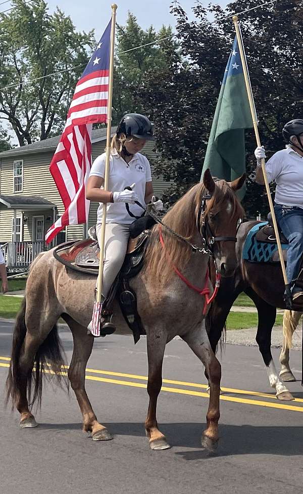 yout-tennessee-walking-horse