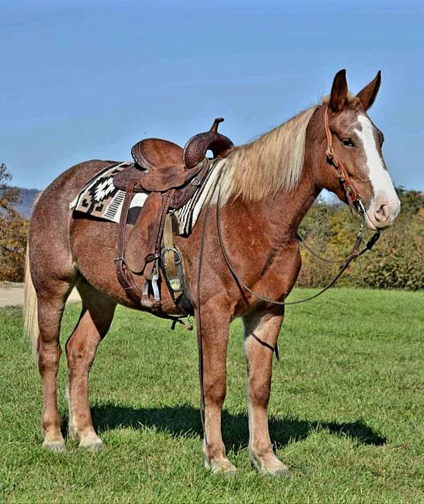 quarter-horse-mare