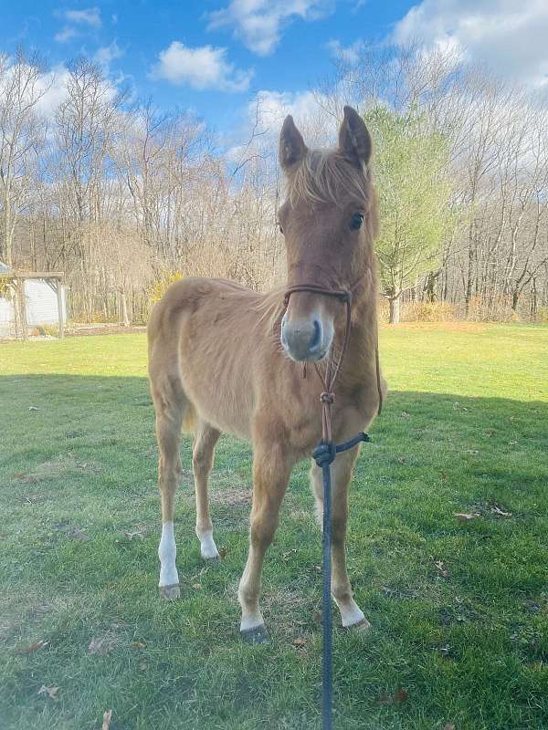 dun-white-quarter-horse-for-sale