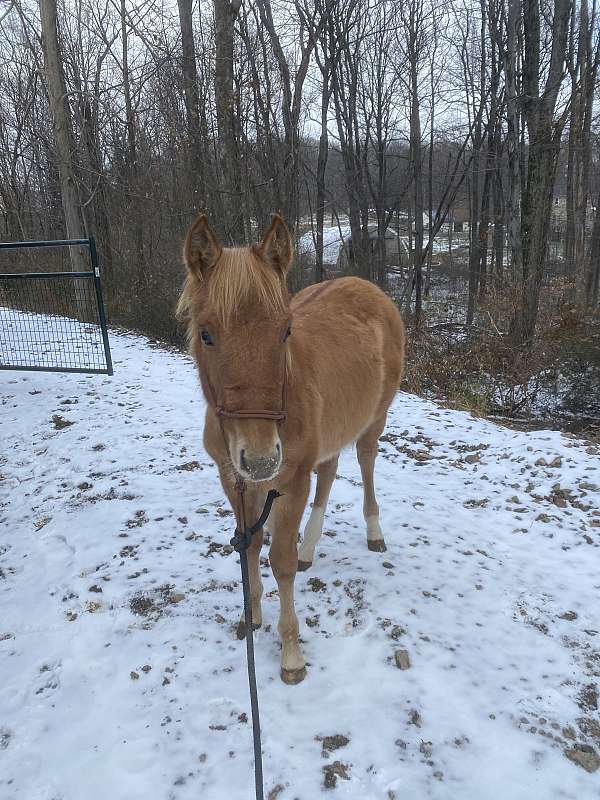 dun-white-quarter-horse-for-sale