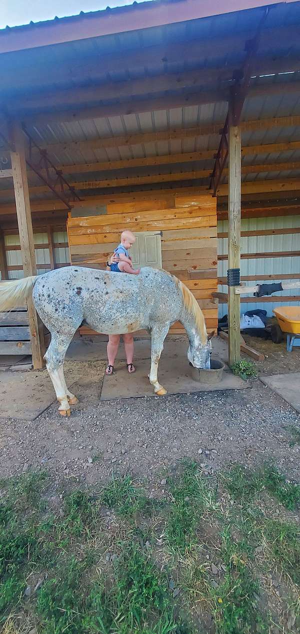 red-black-spots-horse