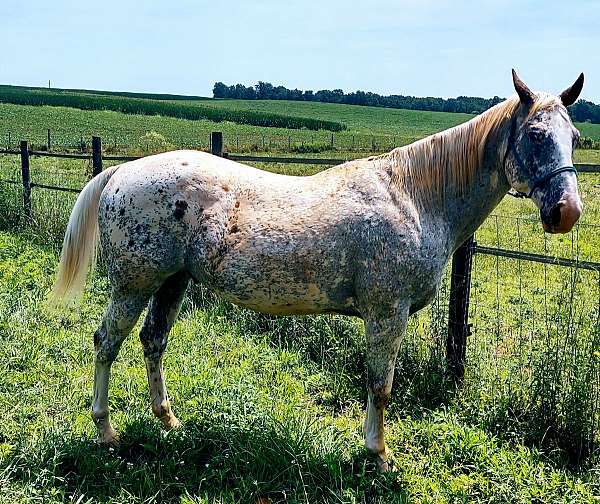 white-red-black-spots-horse