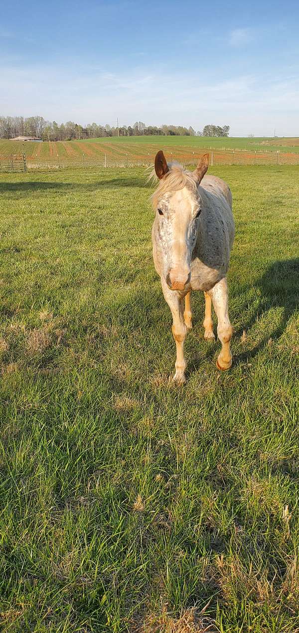 mate-appaloosa-horse