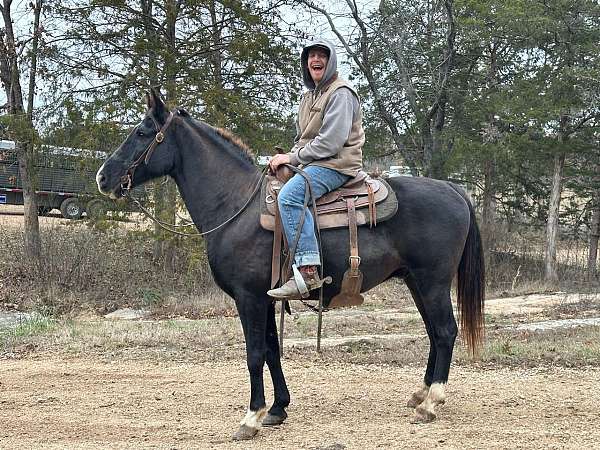 flashy-tennessee-walking-horse