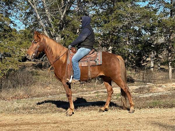 flashy-tennessee-walking-horse