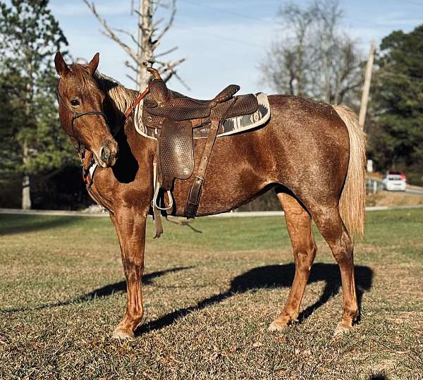 quarter-horse-mare