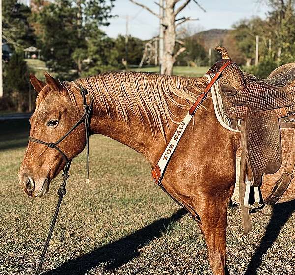 affordable-quarter-horse