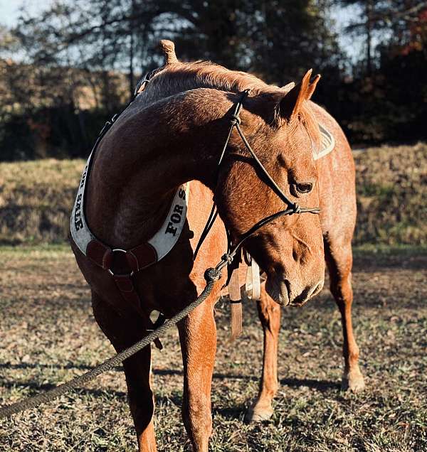 buck-quarter-horse