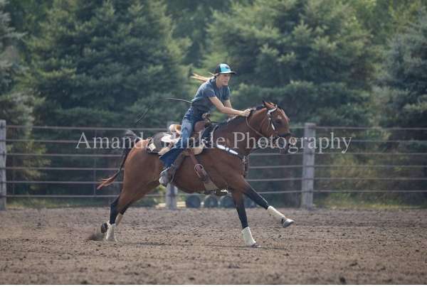 arabian-gelding