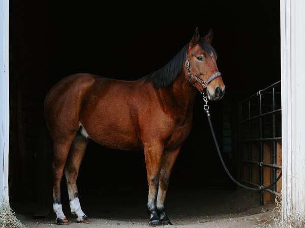 quarter-horse-gelding