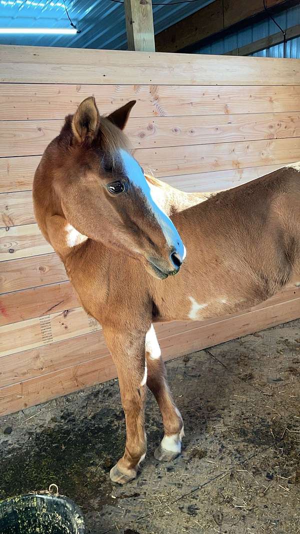 blaze-splash-on-his-left-side-horse