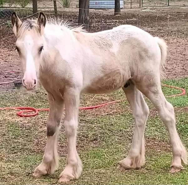 buckskin-gvhs-colt-gelding