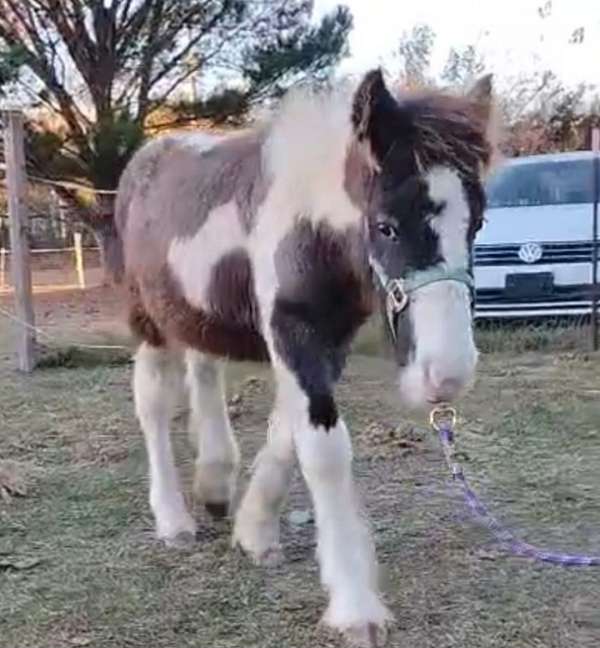 dream-weaver-gypsy-vanner-horse